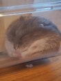 アグ ヘアー カティー ひばりヶ丘店(Agu hair cutty) ハムスターを飼っています！