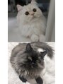 ミニョン(mignon) 愛猫サランちゃんとクムちゃん♪動物大好き!愛激しいです。笑