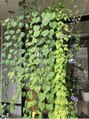 きいろとみどりとニワ(きいろとみどりとniwa)&nbsp;黒瀬店の夏の風物詩グリーンカーテン☆