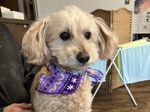 エンドレスの雰囲気（愛犬のリクです[理容室/バーバー/メンズカット]）