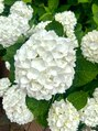 ファム(fam) 紫陽花かわいい