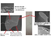 クセ毛のメカニズム２[大井町/品川]ハイライト/グラデーションカラー/ブリーチ/バレイヤージュ/イルミナ