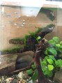 タヤ ジェイアール京都伊勢丹店(TAYA) 最近飼いだした魚が増えています