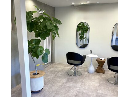 コノ(kono)の写真