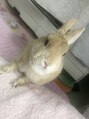 ビューティーサロンビックファイブ BEAUTY SALON Vic5&nbsp;家で飼ってるとんちゃんです♀