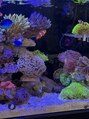 エンリッチヘア(enrich hair) 海水魚、サンゴにハマって育てています!