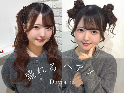 ディティカ ティア(Dityca tia)の写真