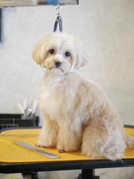 ガーフィー(garfy) パピーらしく