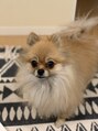 マロウ(marou) 愛犬ひじき☆ポメラニアンの女の子です。動物全般大好きです!