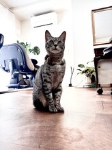 リンド(Lindo) ニボシ