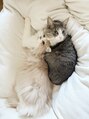 シエル(ciel) 毎日可愛い猫に癒されています。窓から覗いてる姿が見れるかも?
