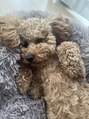 アグ ヘアー ハグ 白石店(Agu hair hug) 我が家の愛犬可愛いです(^^)
