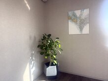 ネス(ness)の雰囲気（観葉植物とオシャレなインテリア☆）