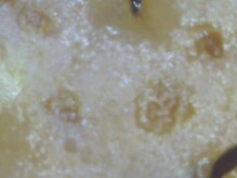 大人の髪の悩みの根本は、頭皮にあるかも？