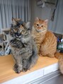 ニコ(NICO by KENJE)&nbsp;モニカちゃん、茶々丸くんを飼ってます★