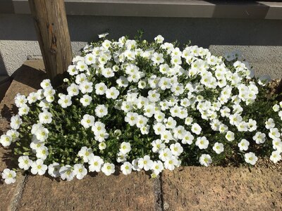 花壇に季節のお花が咲いています！