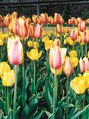 美容室 シャラク&nbsp;季節ごとにお花を観に行くのが好きです。