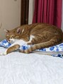 ティアム(TIAM) 我が家の愛猫15歳 オス。八千代/勝田台/勝田台駅