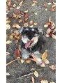 ローザジェルム(ROZA germe) 愛犬のレノンです^_^休日はドッグランにお出掛けしてます:)