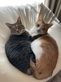 タビー(tabby)&nbsp;猫を2匹飼ってます。ペットのお話たくさんしたいです！