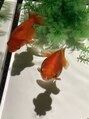 オルファ 我孫子店(OLFA)&nbsp;金魚も飼っています。ちゃちゃは全く興味無しです。。。。