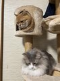 ダカー(dakah) 実は猫が大好き!よく猫みたいと言われます笑