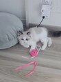 ヘアーメイク ミューズ 二条店(Hair make MUSE) 愛猫のシャルちゃん♪まだ赤ちゃんです！