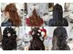 ココロ(Cocoro)の写真