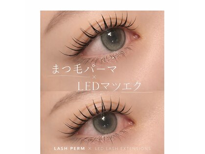 オウル(owl)の写真