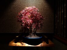 浮世床の雰囲気(店内には四季の盆栽を展示しますので季節感も楽しんで頂けます)