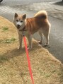 ルクール 大宮店(Lecoeur) 実家にいる柴犬の「まこ」最高に可愛いです!