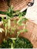 平日限定！自分へのご褒美に【カット+茶葉を使用した極上ヘッドスパ】16940円
