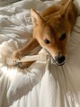 アンドシェリ(&Cheri)&nbsp;愛犬のキング。4才の男の子です。毎日お散歩に行きます。