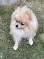 アグ ヘアー ガレージ 青葉台店(Agu hair garage)&nbsp;ポメラニアン飼ってます@___rikusan___