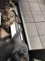 ミリヘアー(mirihair) 猫、犬好き!動物大好きです!