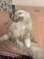 エンバイユアーズ 飯田橋店(eN° by youres)&nbsp;愛してやまない我が家の猫ちゃんです♪