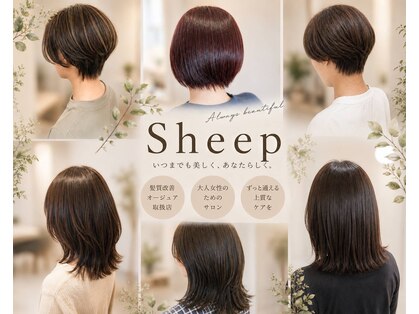 シープ(Sheep)の写真