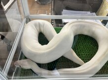 ノア 津嘉山店(Noah)の雰囲気（幸運の白蛇会いに来てください。）