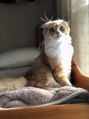 リファイン 羽村店&nbsp;愛猫です!スコティッシュフォールドの男の子/動物の話大好きです