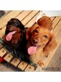 アドール(ADOR) ダックス×プードルが家族◎やんちゃで甘えん坊です動物大好き♪