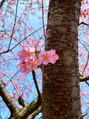 きいろとみどりとニワ(きいろとみどりとniwa)&nbsp;今年の桜