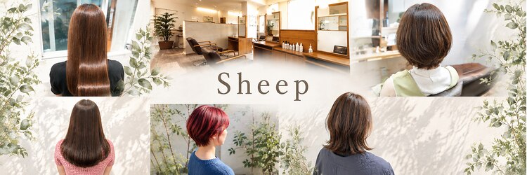 シープ(Sheep)のサロンヘッダー