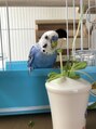 アグ ヘアー ベルス 大谷店(Agu hair BELLUS) うちの鳥さんです笑