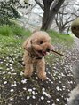モナン(monan)&nbsp;動物好きです。今は愛犬三匹と暮らしています！