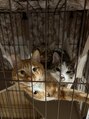 フレーム 学園店(FRAME)&nbsp;自宅で飼ってる猫ちゃん3匹です ハンモックで仲良くぬくぬく