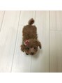 ファムバイアヴァンス(Femme by AVANCE.)&nbsp;愛犬のマハロちゃんです★【】