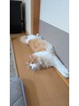 ネクサス NEXUS 猫と暮らしています。