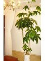 アロマ アンド アイボリー(Aroma&ivory) 大事に育てているパキラです。ちなみに3mあります。