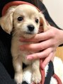 トゥコ(tuco)&nbsp;tokoちゃんというチワックス子犬飼ってます犬色カラーも得意です
