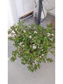 トリプルスター(Triple Star)&nbsp;ゼニの花が咲きました。